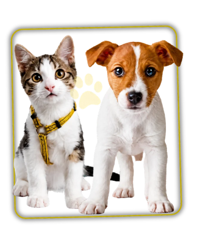 Perrito y gatito Huellitas en Acción